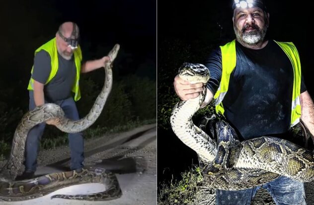 Python over 5 meters long captured in Florida's Everglades
