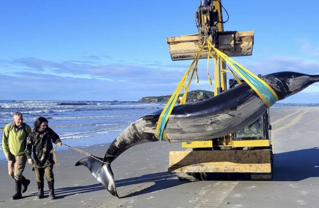 Stranded whale in New Zealand may provide clues about the world's most unknown species
