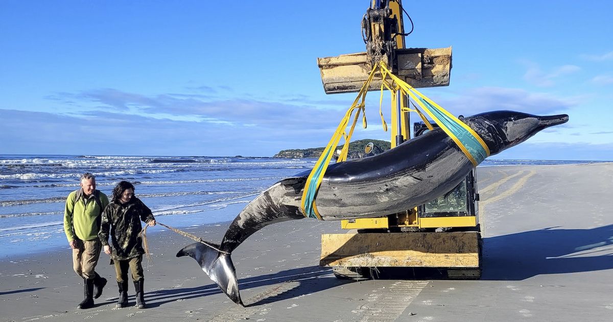 Stranded whale in New Zealand may provide clues about the world's most unknown species
