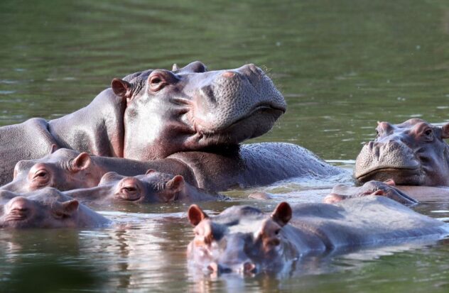 Vanessa, iconic hippopotamus from Pablo Escobar's ranch, dies
