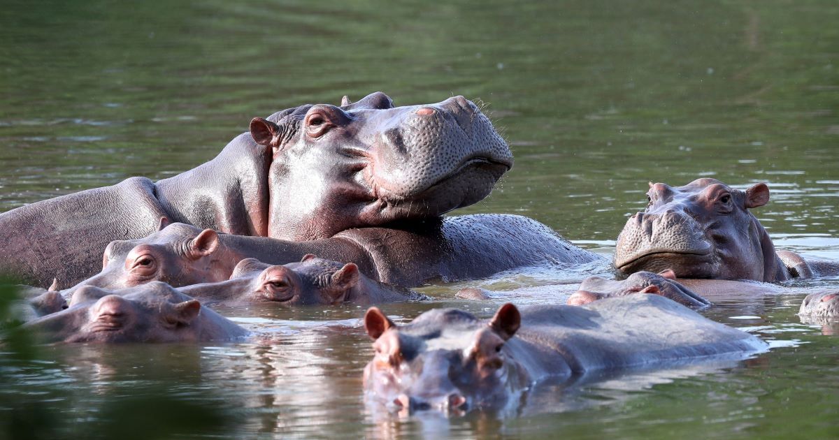 Vanessa, iconic hippopotamus from Pablo Escobar's ranch, dies