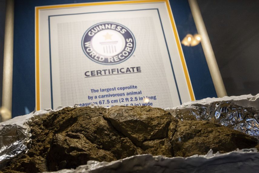 A fossilized coprolite is seen in a mold at the Poozeum, Friday, June 7, 2024, in Williams, Ariz. The museum in northern Arizona along Route 66 features fossilized feces from prehistoric animals.