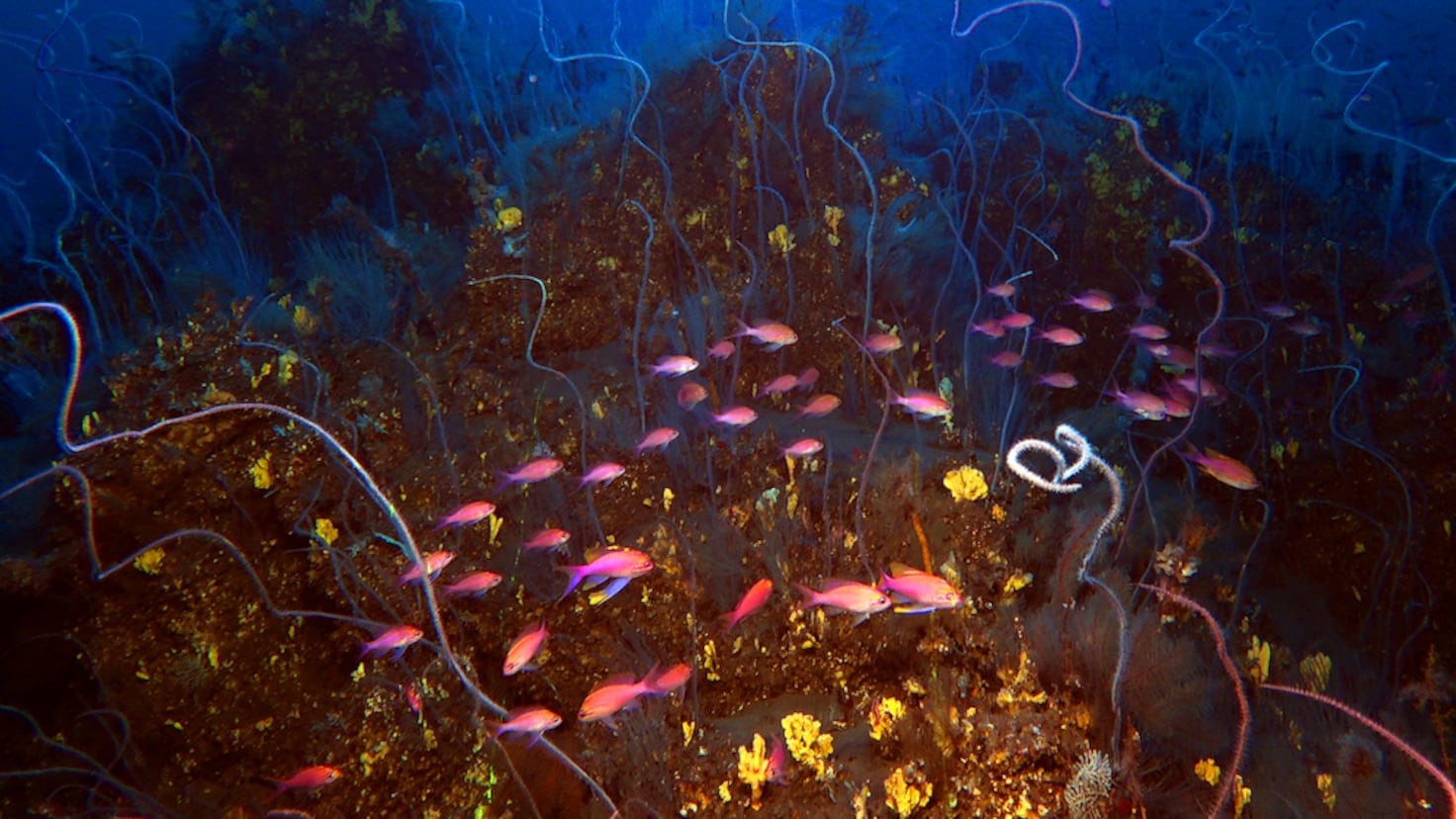 Discovery in the Canary Islands: a seamount